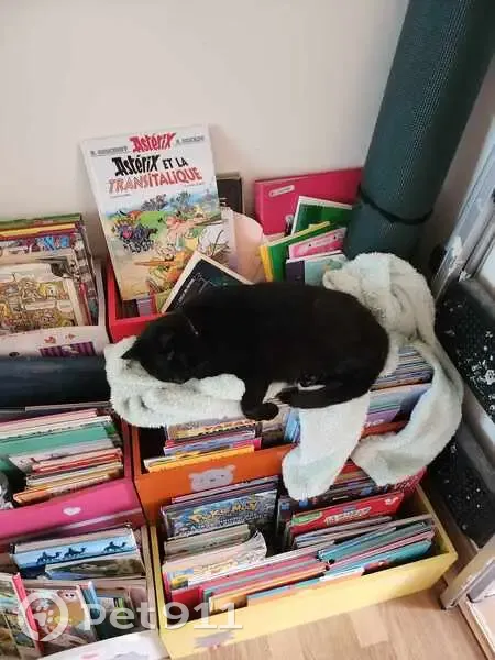 Chat noir borgne perdu, Mérignac - photo
