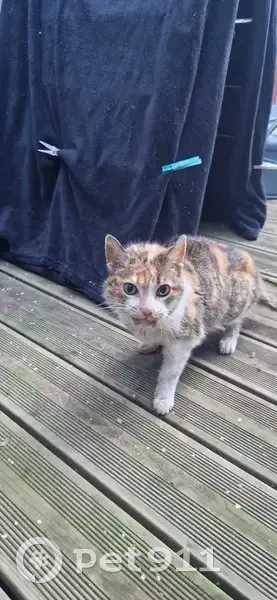 Chat perdu à St-Étienne retrouvé - photo
