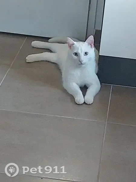 Chat sourd blanc perdu - photo