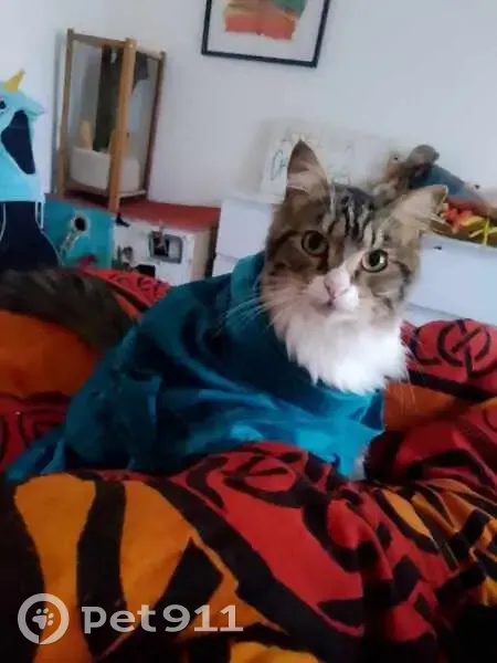 Chat tigré perdu à Montpellier - photo