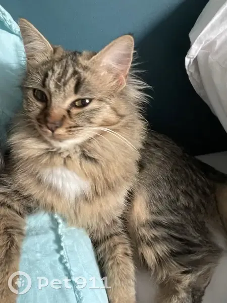 Fidji, Chatte Tigrée Perdue - photo