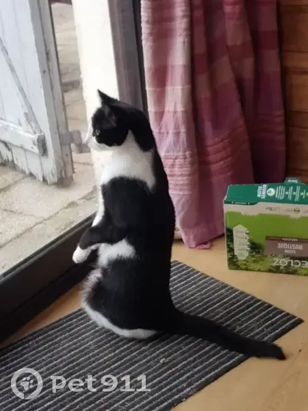 Chat noir/blanc perdu à Tullins - photo