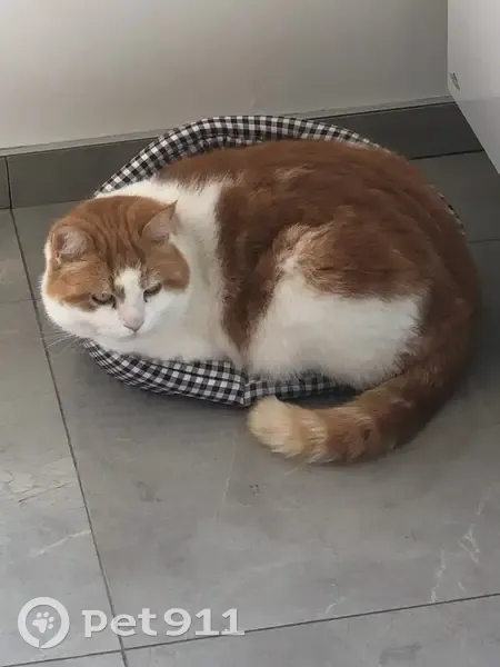 Milou, chat blanc roux perdu - photo