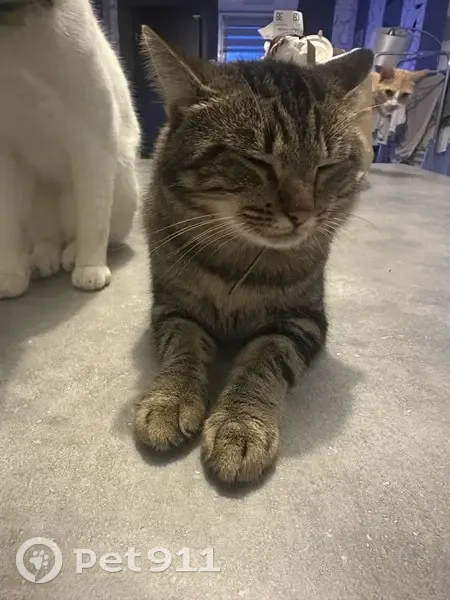 Chat tigré perdu à Firminy - photo