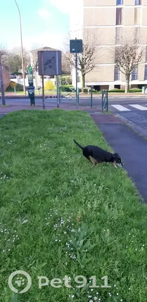 Chien perdu à Franconville - photo