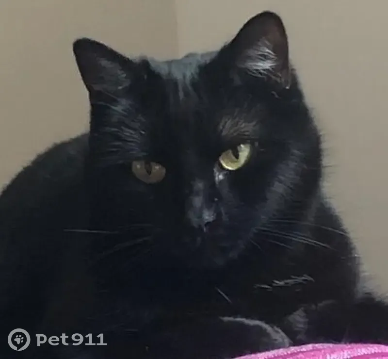 Minette noire disparue à Valence - photo