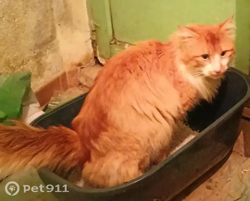 Chat blanc/roux affectueux trouvé - photo