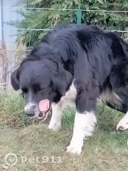 Border Collie perdu à Landos - photo