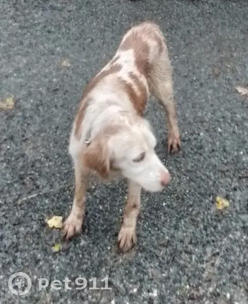 Chien Épagneul Perdu à Coëx - photo