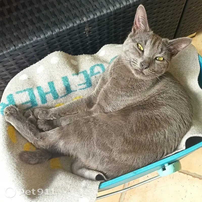 Avis de recherche: Romy, chat gris - photo