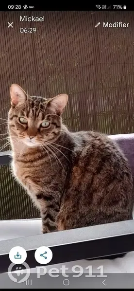 Chat tigré perdu à Draveil - photo