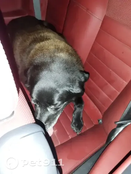 Chien noir dodu trouvé à Treignat - photo