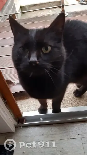 Chatte noire trouvée, Pont-à-Mousson - photo