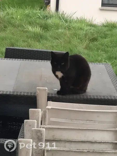 Chat noir blessé trouvé à Domèvre - photo