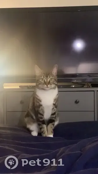 Chat Uma perdu, St-Nazaire - photo