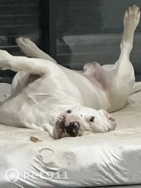 Alerte: 2 Chiens Perdus à Chantesse - photo