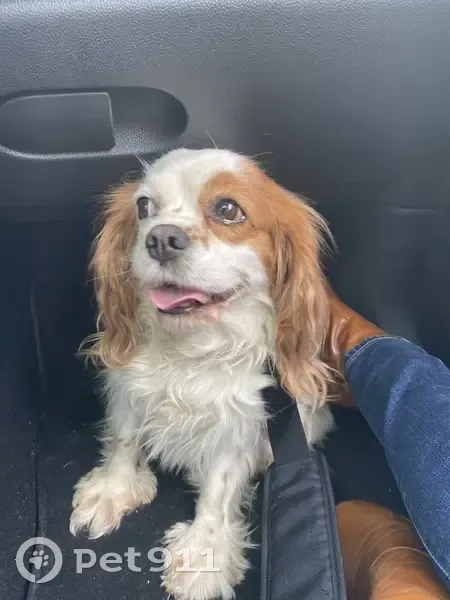 Chien perdu à Nantes retrouvé - photo