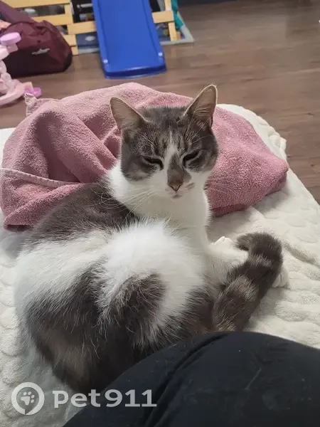 Chat tripatte trouvé à Jaulzy - photo