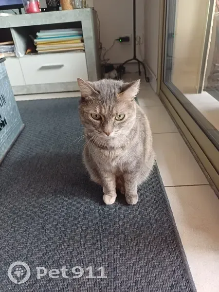 Chatte grise perdue, 11 ans, Six-Fours - photo