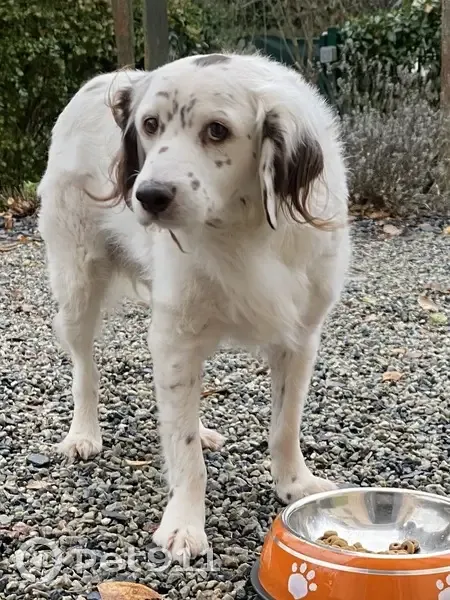 Chien croisé épagneul perdu - photo
