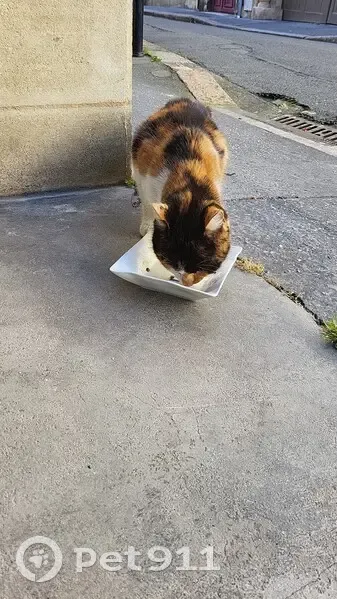 Chat affamé trouvé Rue Naujac - photo