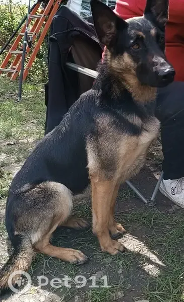Chienne berger trouvée à Escatalens - photo