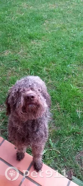 Chien errant à Grane retrouvé - photo
