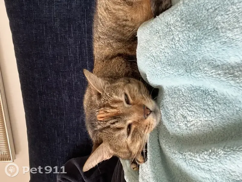 Chatte tigrée perdue à Valence - photo