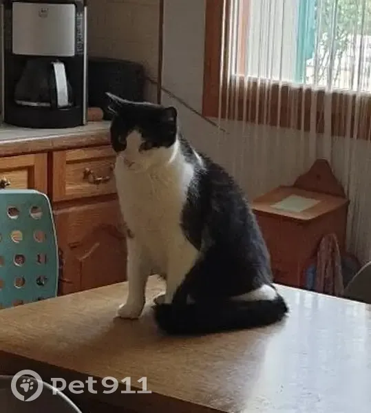 Chat noir et blanc perdu: Pito - photo