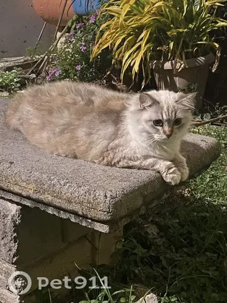 Chatte Shabine perdue à Ste-Luce - photo