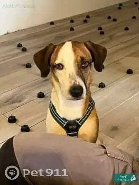Avis: Deux Chiens Perdus - photo