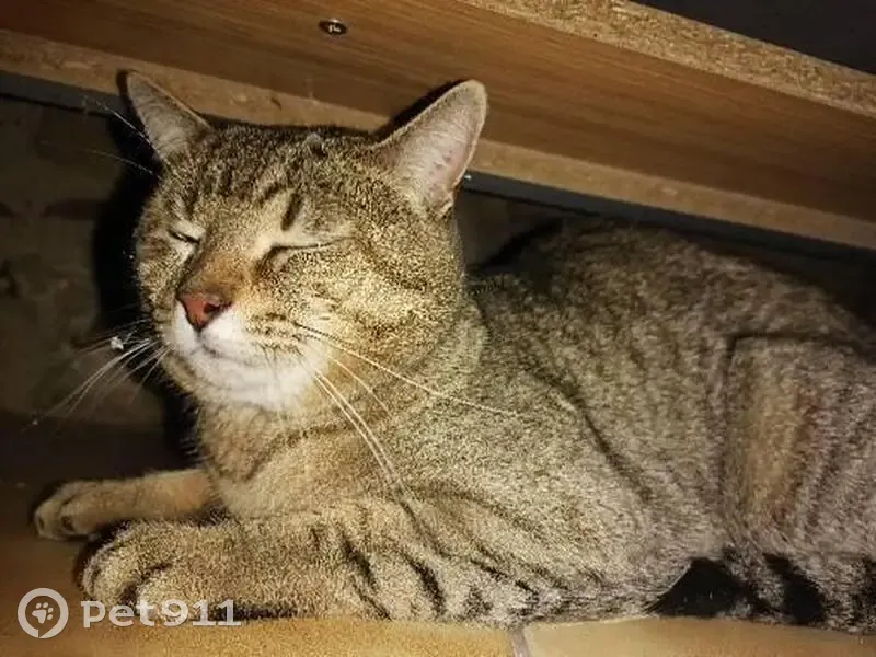 Chat tigré gris trouvé à Agen - photo