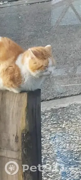 Chat blessé trouvé à Essigny-le-Petit - photo