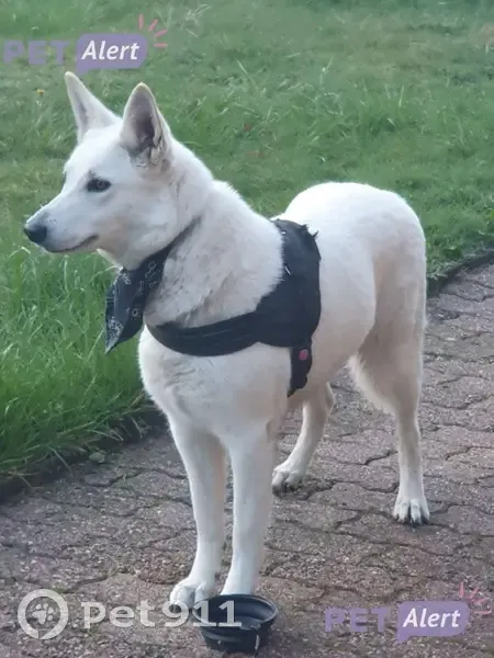 Chien Berger Blanc trouvé à Saint-Ours - photo