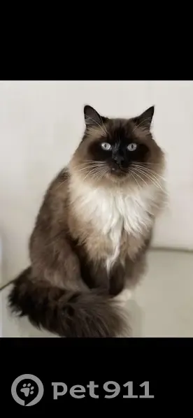 Chat Oreo perdu à Amiens Sud - photo