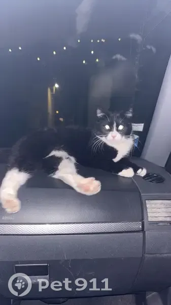 Chatte Taika perdue à Vallauris - photo