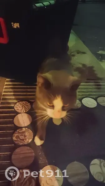 Chatte grise et blanche trouvée - photo