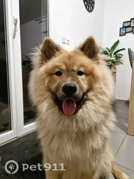 Chiot Uzzu perdu près de Laplume - photo