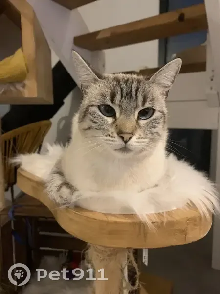 Chat crème perdu - Yeux bleus, tatoué - photo