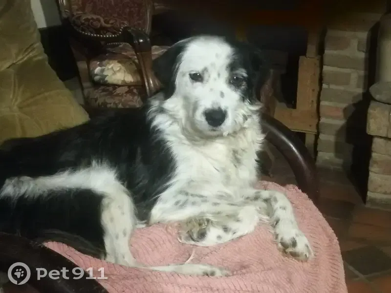 Mirza, Border Collie, Perdue - photo