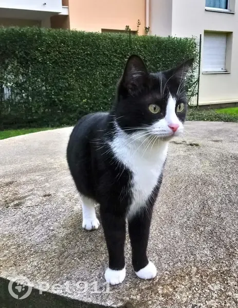Chat noir et blanc perdu, pucé - photo