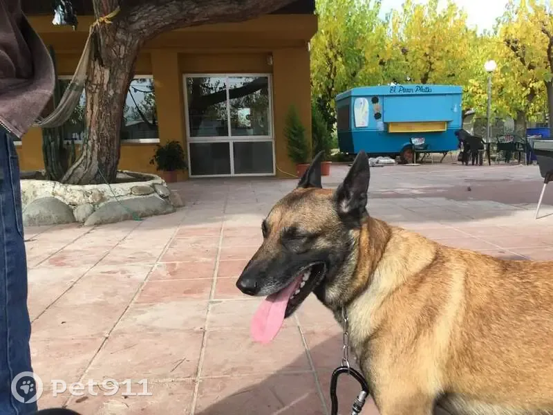 Kayser, chien perdu à Thyez - photo