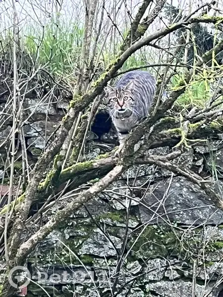 Chat tigré perdu à Saint-Hilaire - photo