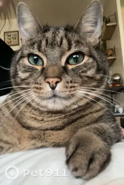 Chat tabby tatoué perdu à Rennes - photo