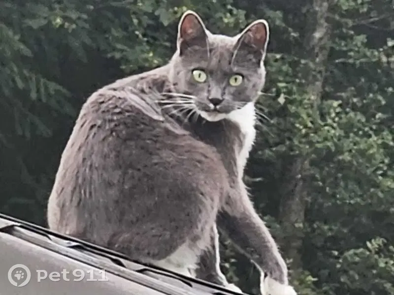 Chat gris-blanc Finy disparu à Hanviller - photo