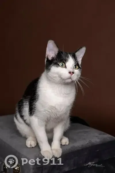 Chat T'choupi perdu à Chantelle - photo
