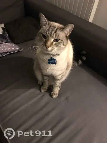Chat tatoué perdu à La Chapelle - photo