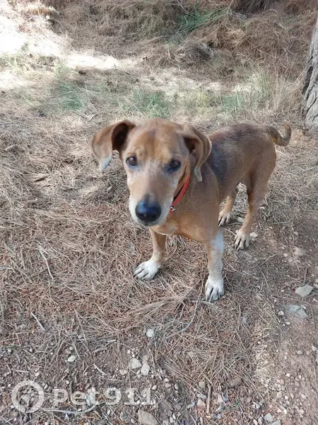 Chien mâle perdu, collier rouge - photo