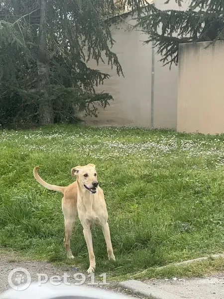 Chien perdu près de Grèzes, Carcassonne - photo