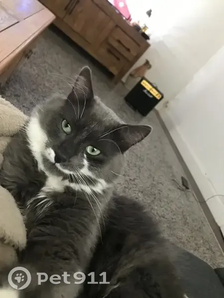 Chat gris tacheté perdu à Châteauroux - photo